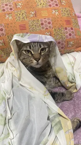 ¿Qué batería necesita mi vehículo?